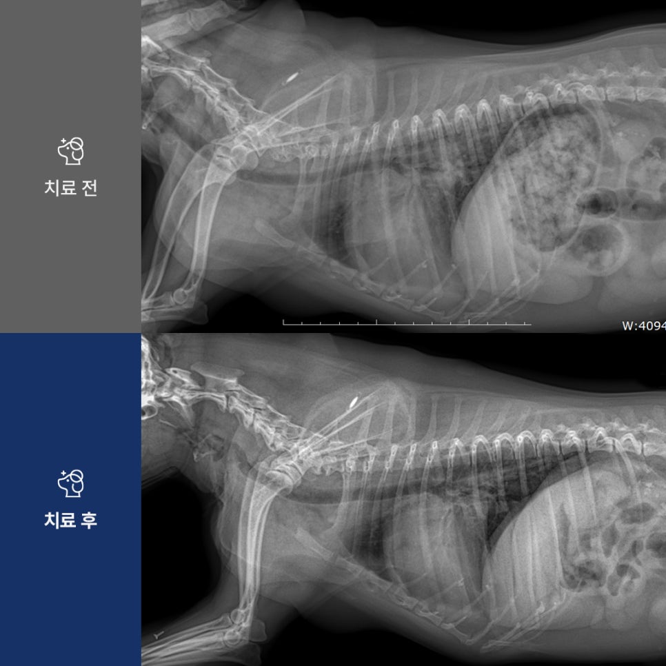 강아지 고유량 산소치료, HFNC로 호흡곤란 응급 회복 — 사진 5