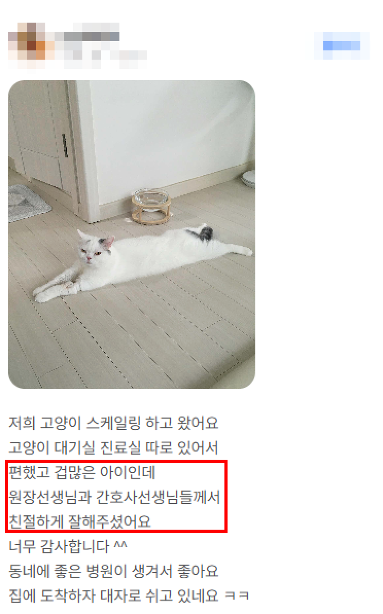 7살 강아지 잇몸 부음, 마취 스케일링 후기 — 사진 2