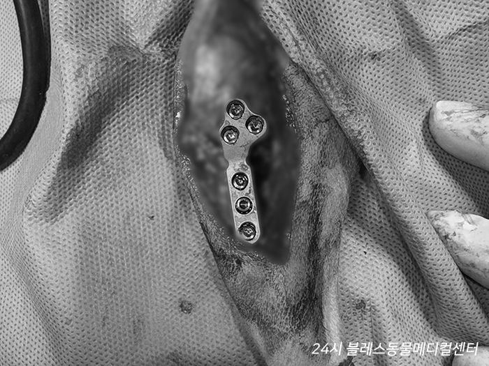 용인 24시 블레스동물병원, 강아지 십자인대파열 TPLO 수술 후기 — 사진 13