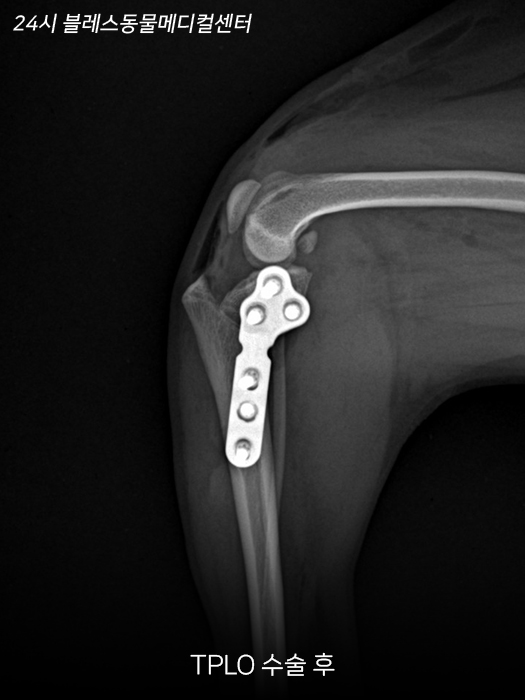 용인 24시 블레스동물병원, 강아지 십자인대파열 TPLO 수술 후기 — 사진 14