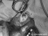 용인 24시 블레스동물병원, 강아지 십자인대파열 TPLO 수술 후기 — 사진 11