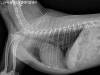 용인 24시 블레스동물병원, 강아지 십자인대파열 TPLO 수술 후기 — 사진 8