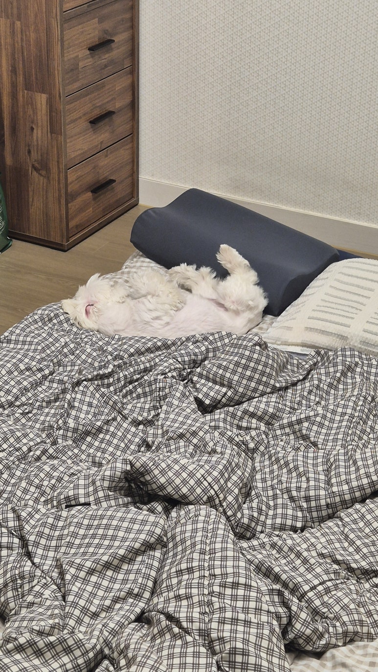 강아지 강아지 췌장염 원인과 간식 관리, 회복 후기
