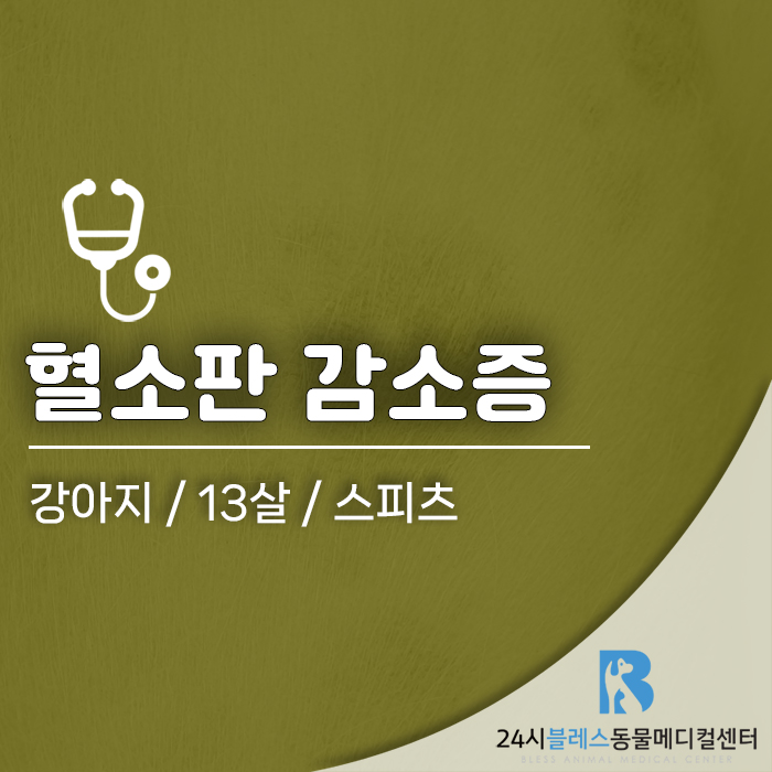 강아지 몸 멍, 면역매개성 혈소판감소증 치료와 관리
