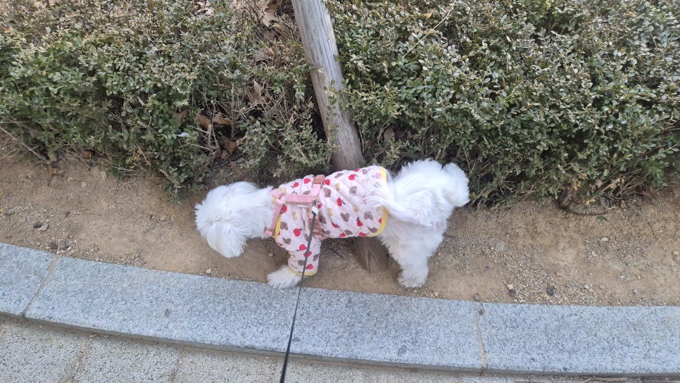 강아지 췌장염 원인과 간식 관리, 회복 후기 — 사진 2