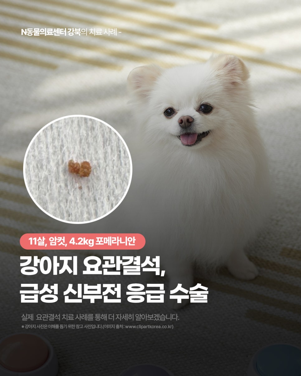 강아지 요관결석 응급 수술 후기, N동물의료센터 강북점