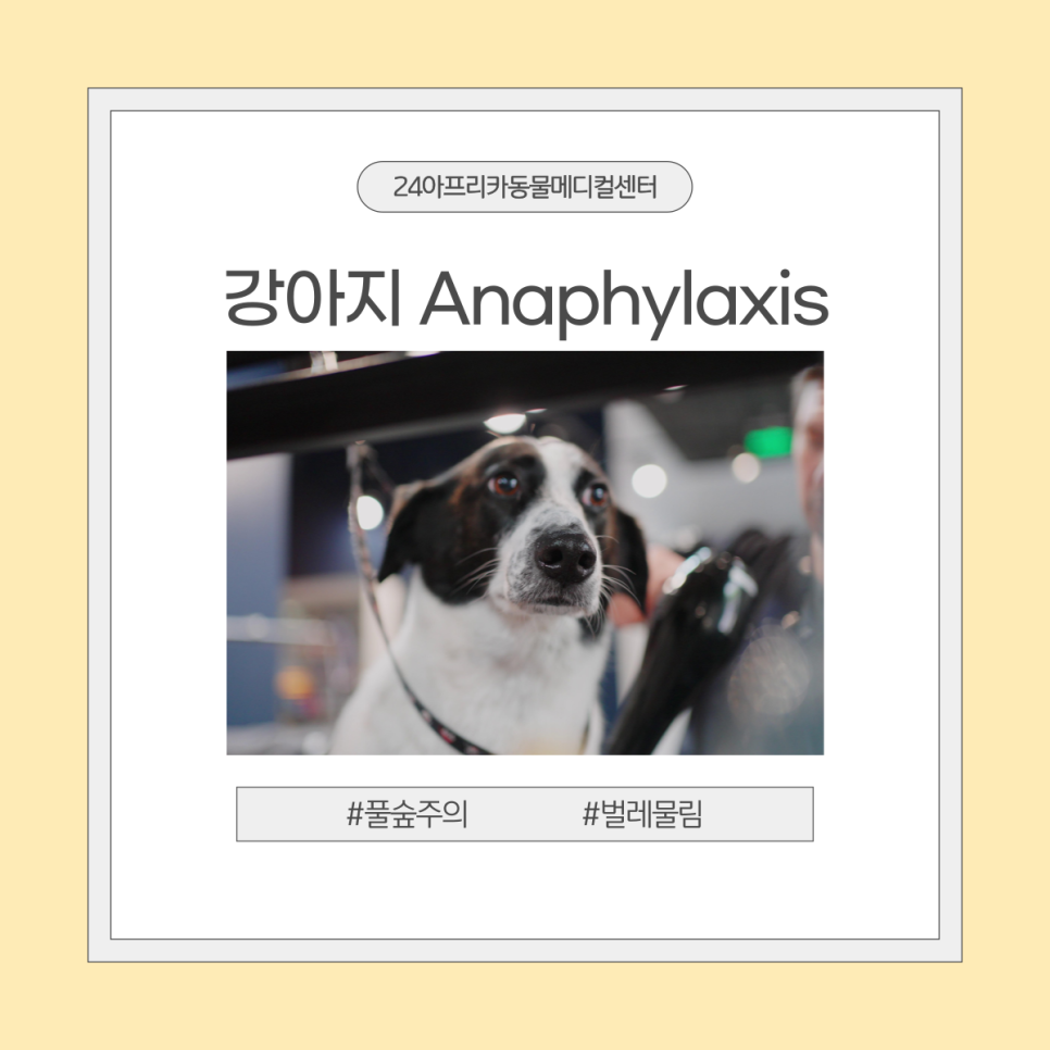 강아지 아나필락시스, 대전 응급 동물병원 치료 후기