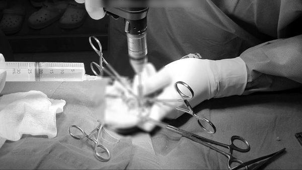 11세 포메라니안 십자인대 파열, CTWO 수술 후기 — 사진 7