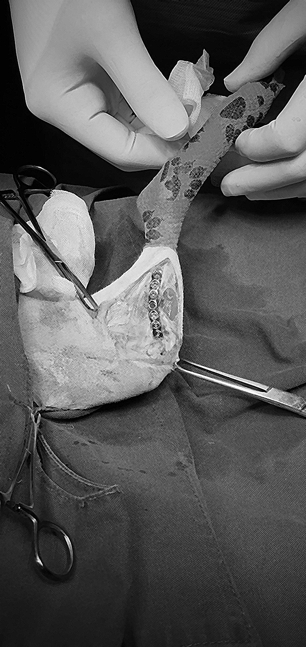 11세 포메라니안 십자인대 파열, CTWO 수술 후기 — 사진 8