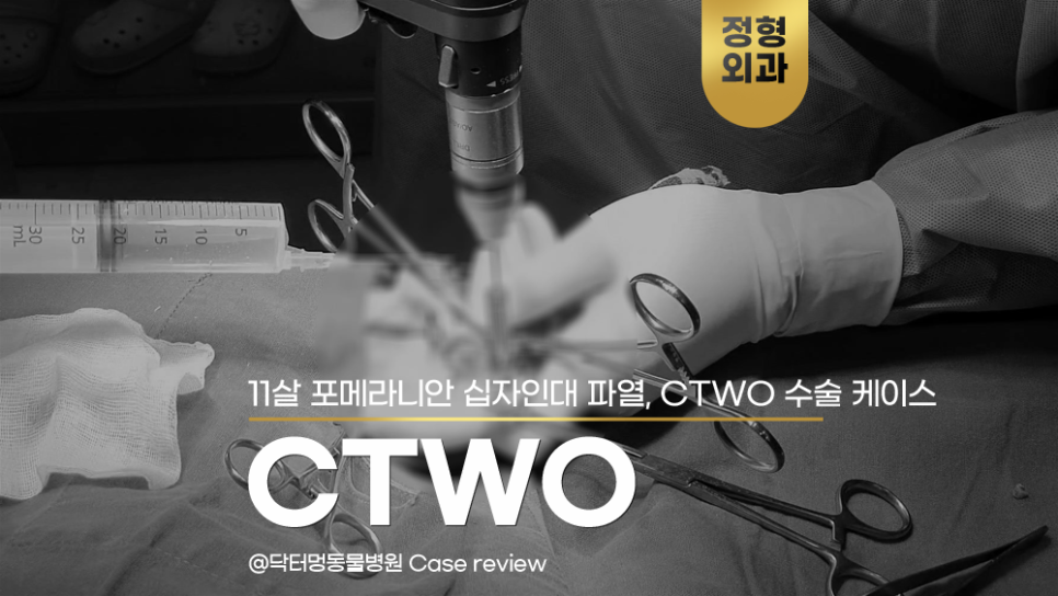 11세 포메라니안 십자인대 파열, CTWO 수술 후기