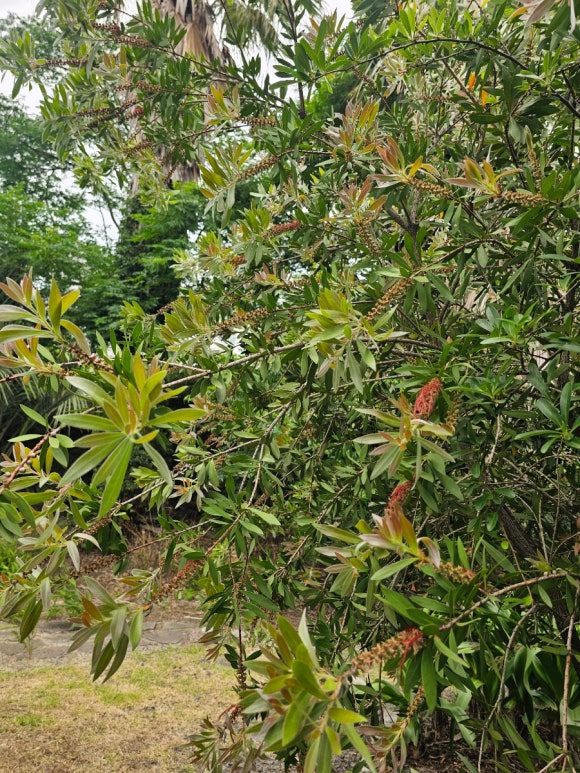 가야포도원 사진 4