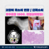 고양이 후두 종양 진단 및 치료 사례: 쉰 목소리 원인 찾기 — 사진 1