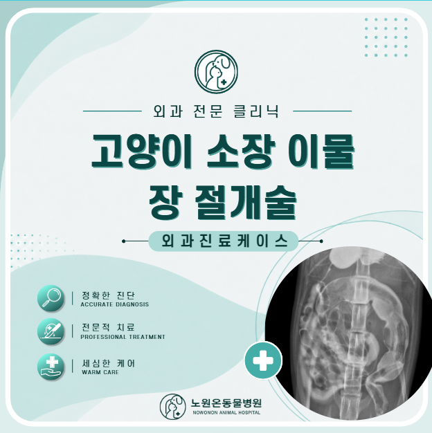 고양이 십이지장 절개술: 엑스레이 안 보이는 이물 조영검사로 찾아내기