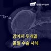 강아지 두개골 골절, 석촌호수동물병원 샤인동물메디컬센터 수술 사례