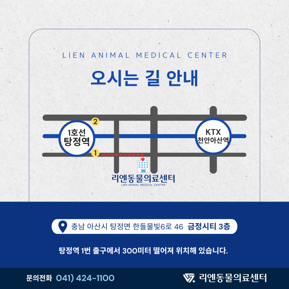 고양이 후두 종양 진단 및 치료 사례: 쉰 목소리 원인 찾기 — 사진 10
