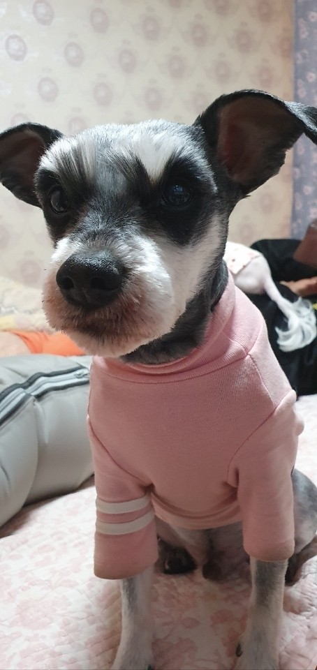 강아지 첫 예방접종 시기, 종류 및 주의사항 완벽 가이드