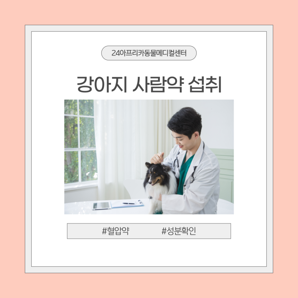 대전 강아지 혈압약 섭취 응급 내원 및 입원 치료 후기