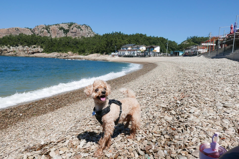군산 옥돌해변, 강아지와 함께하는 애견동반 바다 여행 — 사진 9