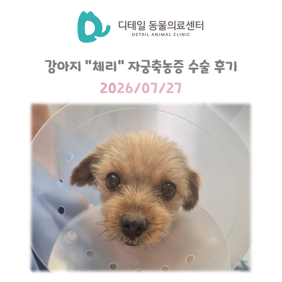 철산 디테일 동물병원: 강아지 체리 자궁축농증 응급 수술 후기