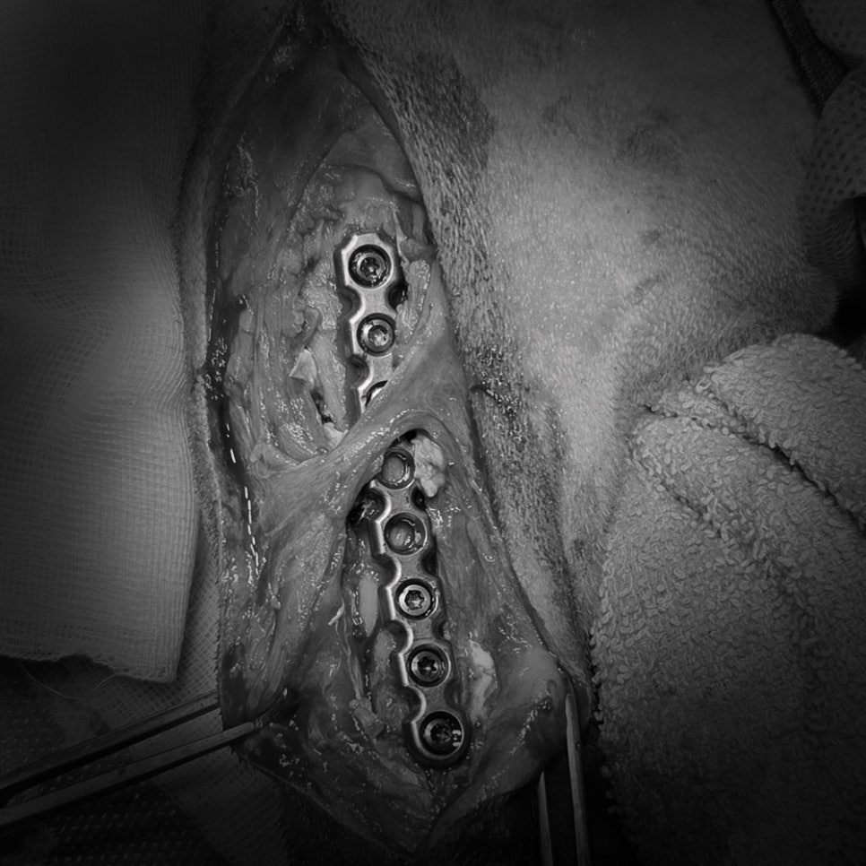 별내 2개월 진도개 골절 수술 후기 및 회복 과정 — 사진 8