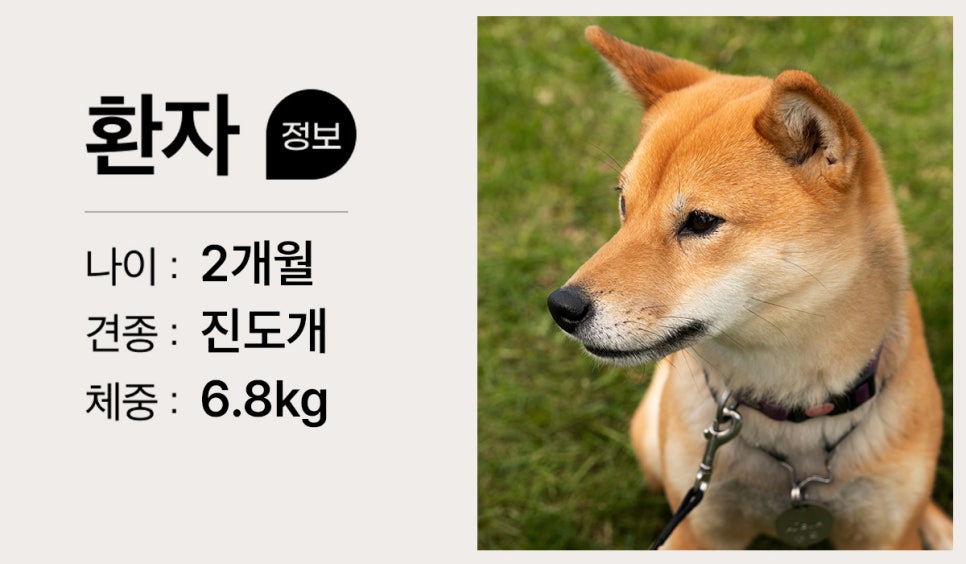 별내 2개월 진도개 골절 수술 후기 및 회복 과정 — 사진 2