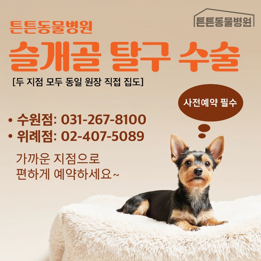 10살 포메라니안 슬개골/대퇴골두 탈구 수술 후기 — 사진 12