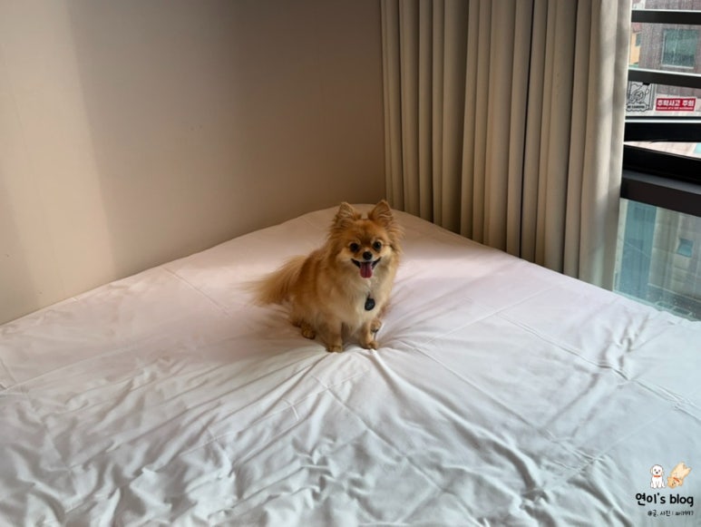강아지 홍대 애견동반 가능한 서울호텔, 로컬스티치 크리에이터 타운 서교