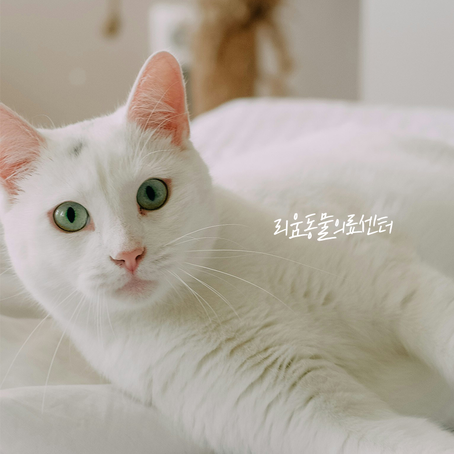 고양이 이물질 제거, 췌장염 오인 후기 — 사진 9