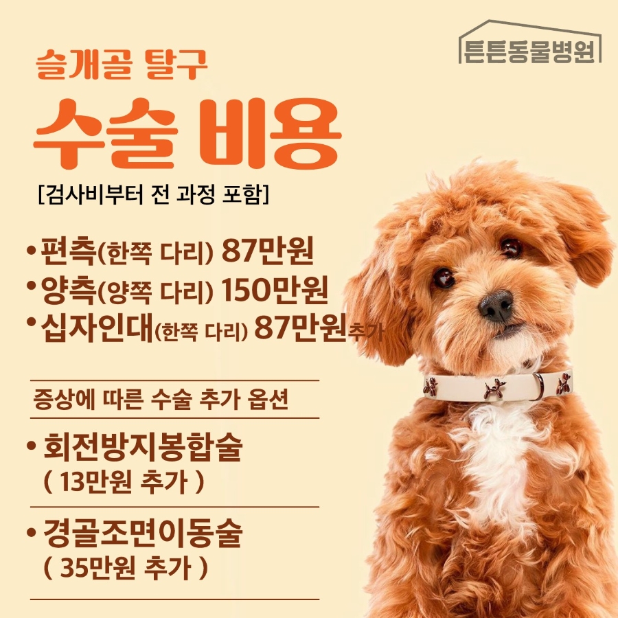 10살 포메라니안 슬개골/대퇴골두 탈구 수술 후기 — 사진 11