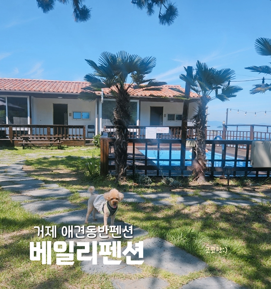 거제 베일리펜션 강아지 동반 재방문 후기