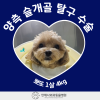 1살 강아지 양측 슬개골 탈구 수술 후기
