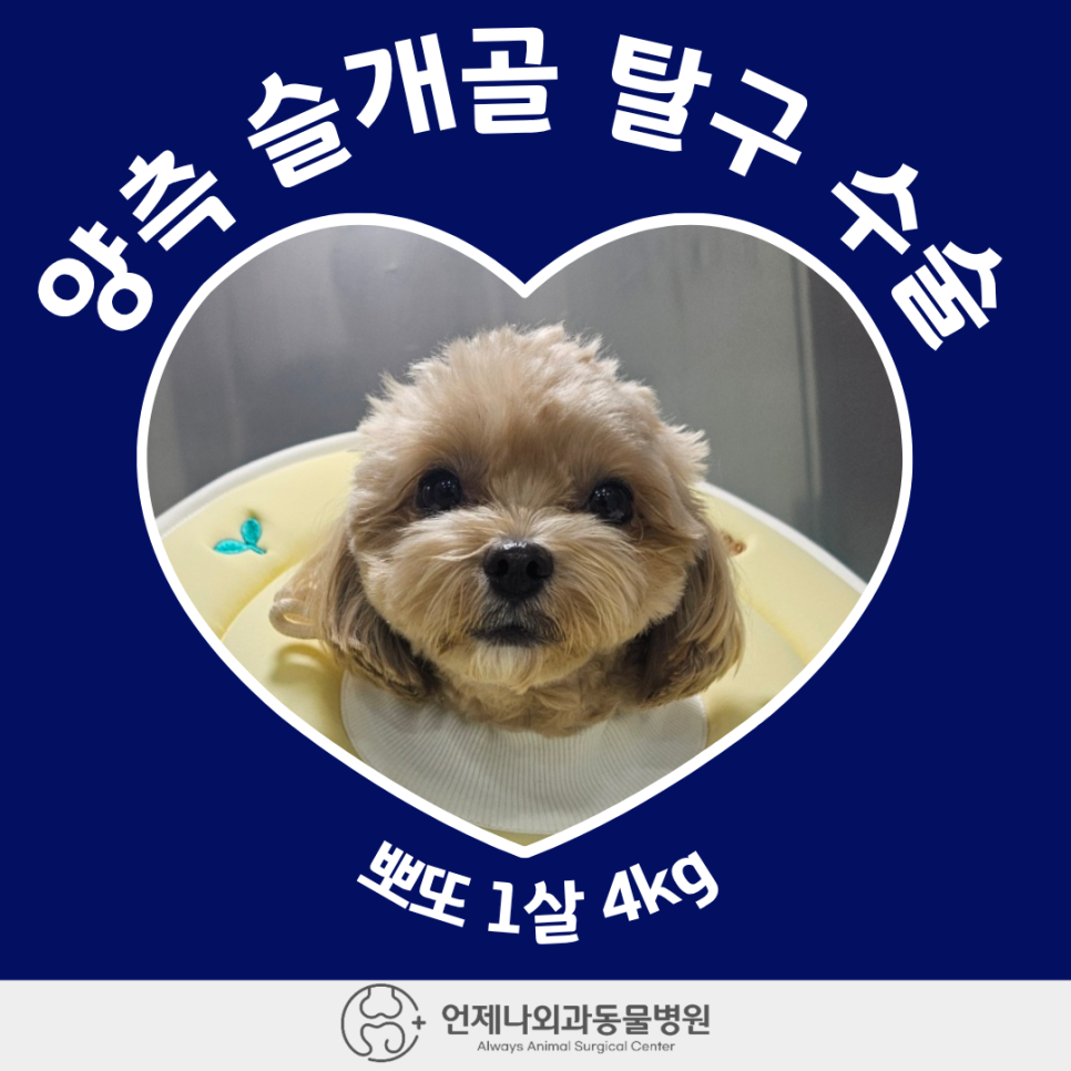 1살 강아지 양측 슬개골 탈구 수술 후기