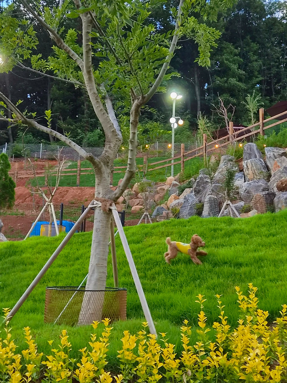 파주 애견카페 슈베르몽, 강아지 행복 위한 최고의 선택 — 사진 4