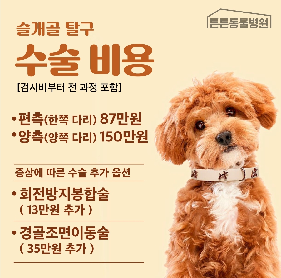 요크셔테리어 슬개골탈구 3기 수술 외과전문 수원튼튼동물병원 — 사진 13