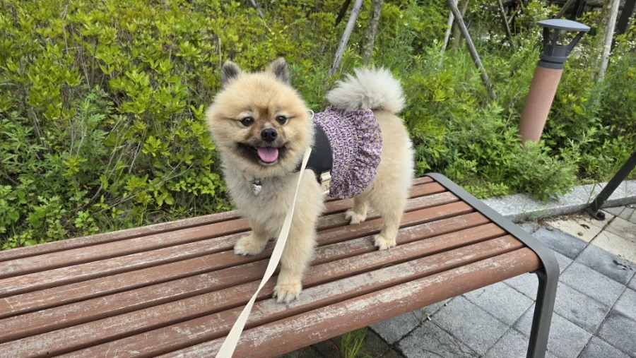 진접 포메라니안 곰돌이컷 애견미용 후기