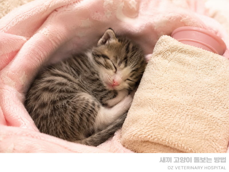 아기 고양이 주차별 관리 및 분유 수유 방법 — 사진 3