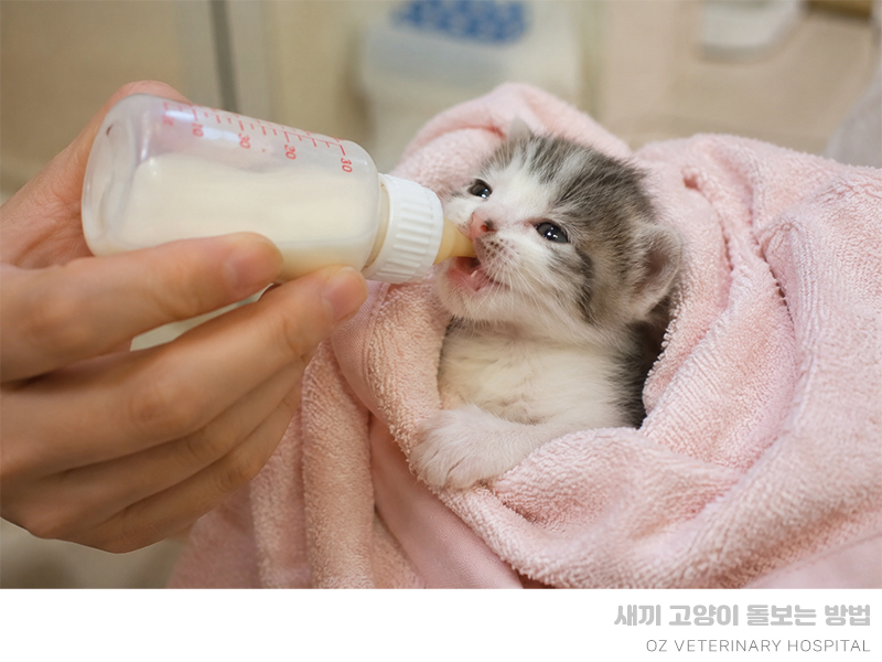 아기 고양이 주차별 관리 및 분유 수유 방법 — 사진 5