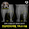 김해 24시 동물병원: 강아지 전십자인대 파열 TPLO 수술 회복 사례
