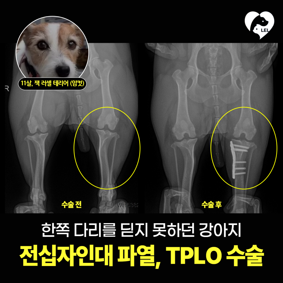 김해 24시 동물병원: 강아지 전십자인대 파열 TPLO 수술 회복 사례