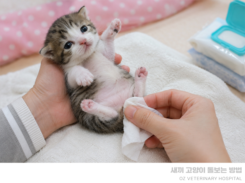 아기 고양이 주차별 관리 및 분유 수유 방법 — 사진 4