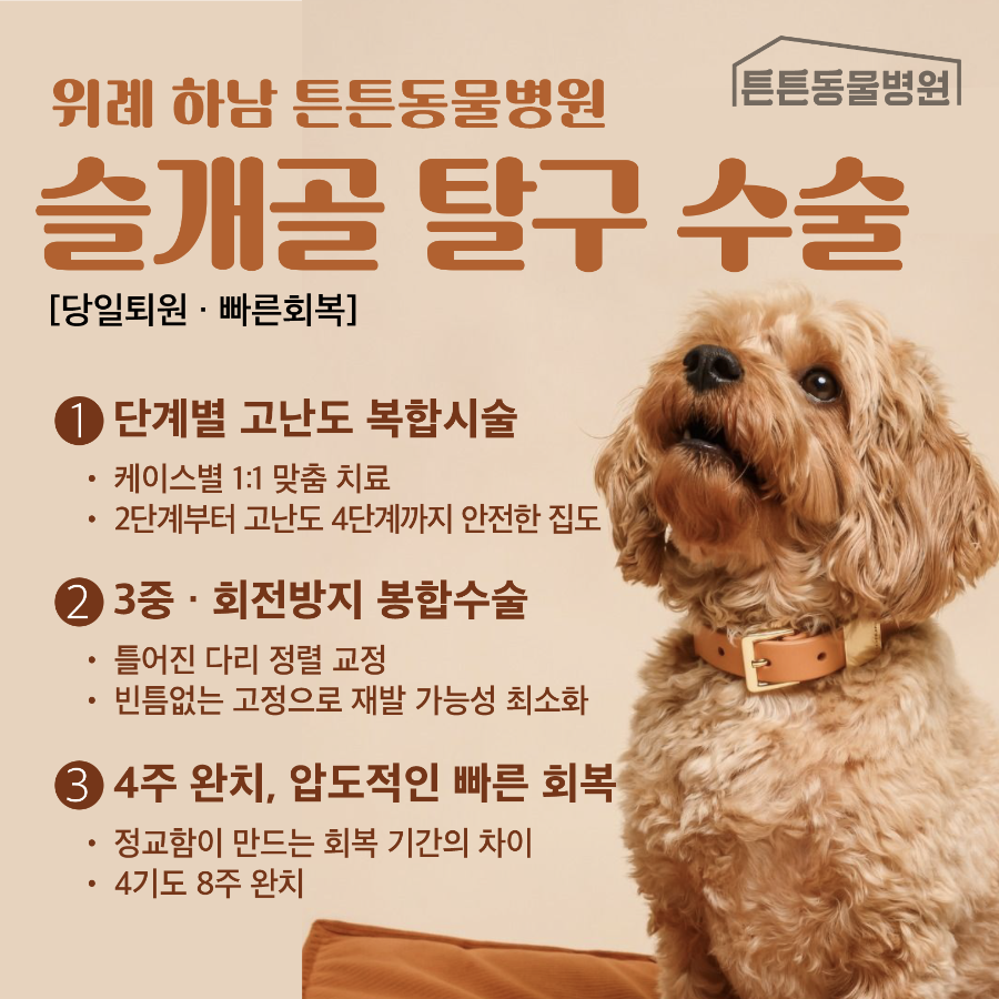 요크셔테리어 슬개골탈구 3기 수술 외과전문 수원튼튼동물병원 — 사진 12