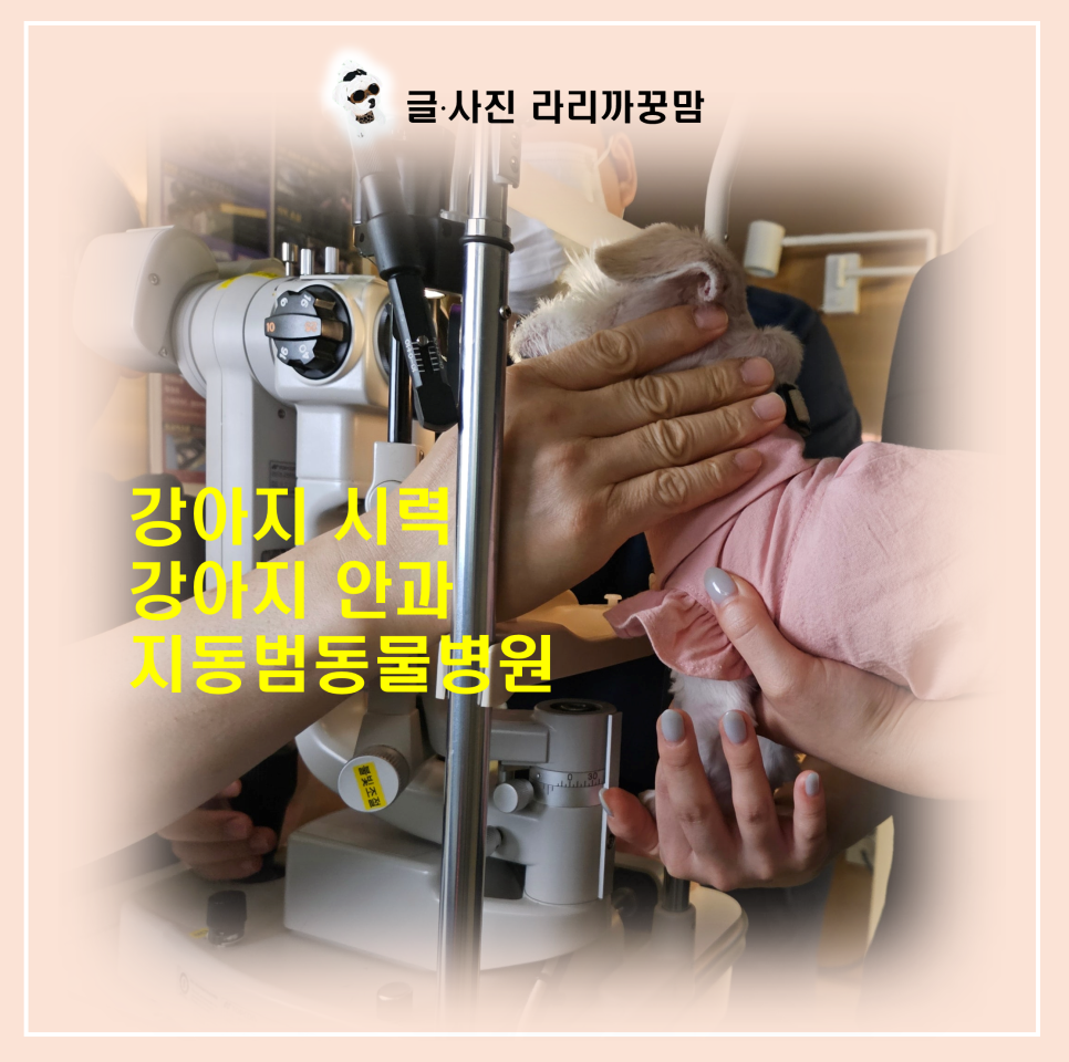 2kg 노견 짱구의 백내장 수술 도전: 지동범동물병원 후기
