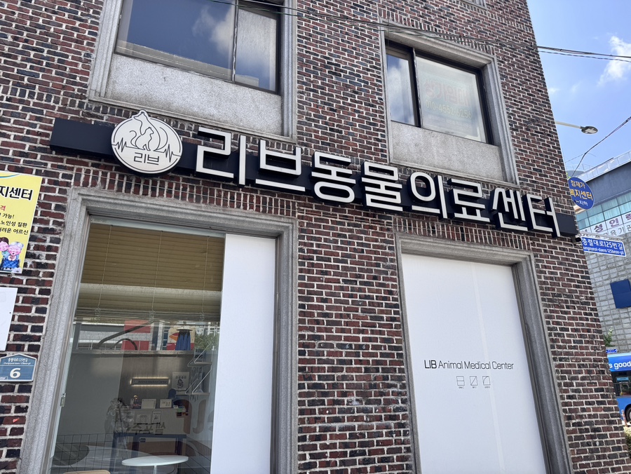 브리티쉬숏헤어 고양이 4살 건강검진 후기: 리브동물의료센터 — 사진 6
