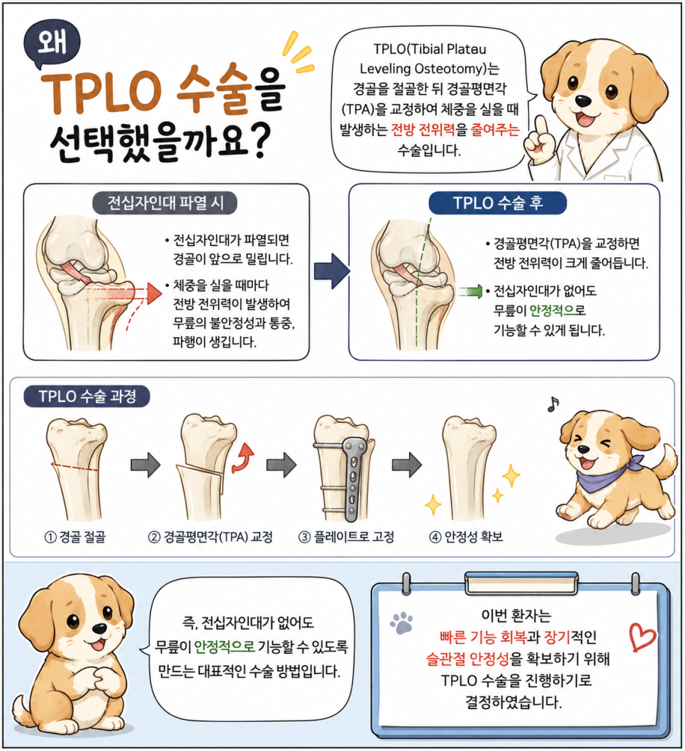 김해 24시 동물병원: 강아지 전십자인대 파열 TPLO 수술 회복 사례 — 사진 7