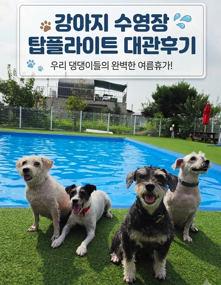 파주 탑플라이트 애견 수영장 단체 대관 후기