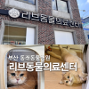 브리티쉬숏헤어 고양이 4살 건강검진 후기: 리브동물의료센터