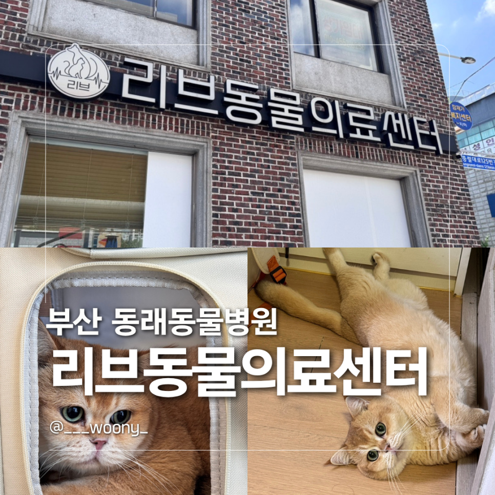 브리티쉬숏헤어 고양이 4살 건강검진 후기: 리브동물의료센터