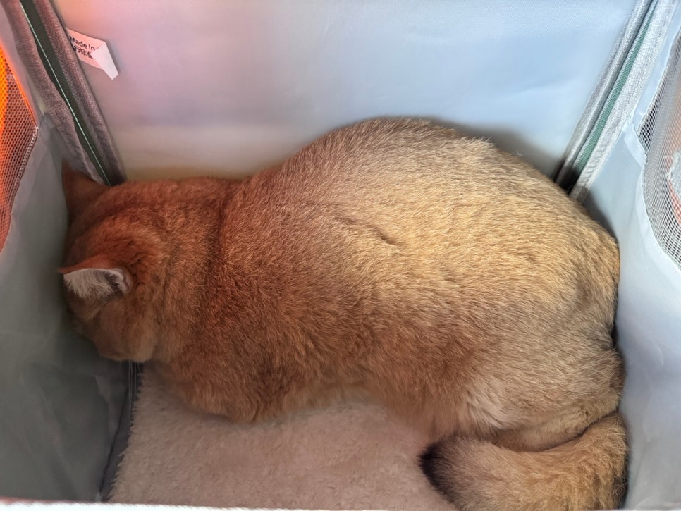 브리티쉬숏헤어 고양이 4살 건강검진 후기: 리브동물의료센터 — 사진 2