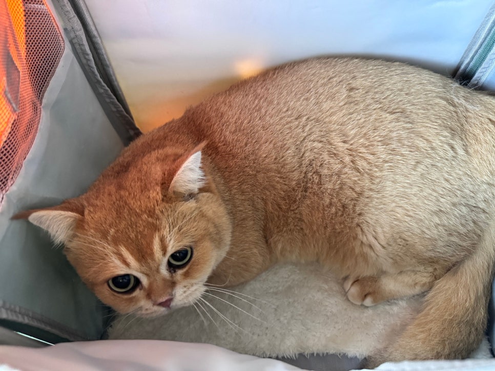브리티쉬숏헤어 고양이 4살 건강검진 후기: 리브동물의료센터 — 사진 3