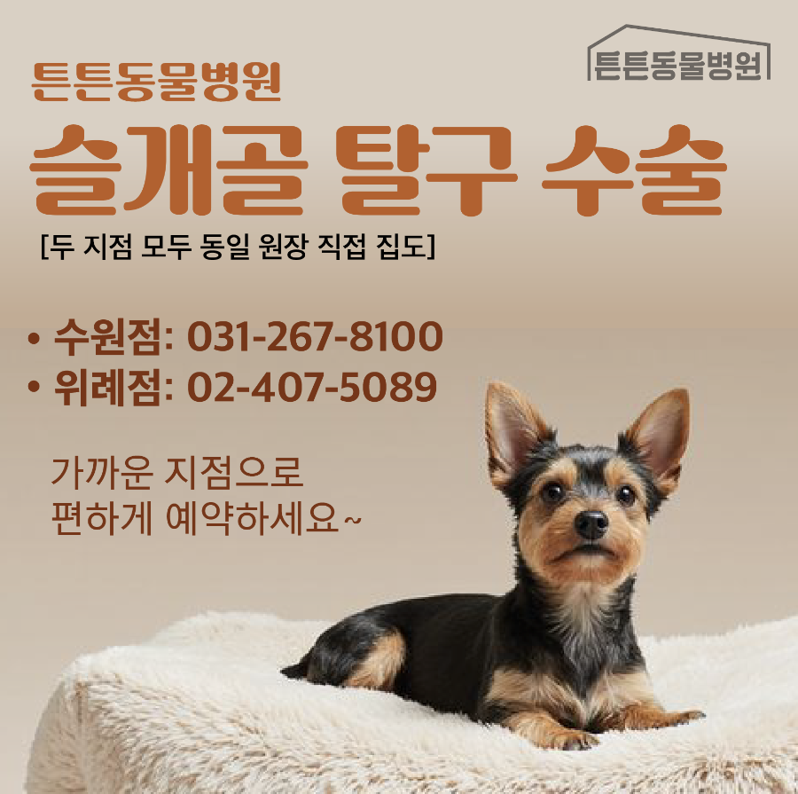 요크셔테리어 슬개골탈구 3기 수술 외과전문 수원튼튼동물병원 — 사진 14
